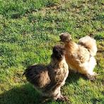 jonge zijdehoen hennetjes, Dieren en Toebehoren, Vrouwelijk, Kip