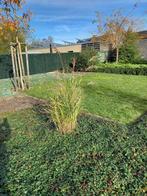 Gratis: Riet, Tuin en Terras, Ophalen, Overige soorten, Struik