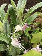 Epimedium, Ophalen