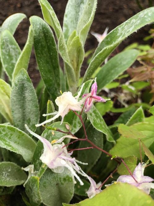 Epimedium, Tuin en Terras, Planten | Struiken en Hagen, Ophalen