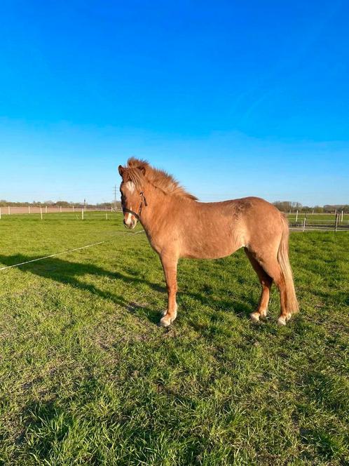 Merrie Ijslander te koop, Dieren en Toebehoren, Paarden, Merrie, Onbeleerd, Minder dan 160 cm, 3 tot 6 jaar, Recreatiepaard