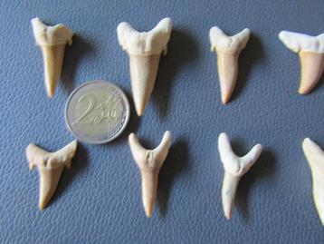 Prachtige set van 25 haaientanden - Carcharodon beschikbaar voor biedingen