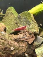 Groep vuurgarnalen, Dieren en Toebehoren, Vissen | Aquariumvissen, Kreeft, Krab of Garnaal, Zoetwatervis, Schoolvis