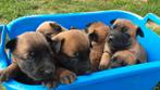 FCI mechelse herder pups mechelaar, Dieren en Toebehoren, Honden | Herdershonden en Veedrijvers, België, Fokker | Hobbymatig, 8 tot 15 weken