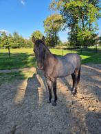 Veulen opfok, Dieren en Toebehoren