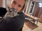 Chinchilla bokje, Dieren en Toebehoren, Knaagdieren, Chinchilla, Mannelijk, Mei, Tam