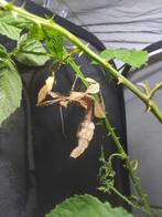 Œufs Phasme Scorpion (Extatosoma tiaratum), Ophalen of Verzenden