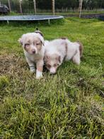 Prachtige australian Shepherd pups, Meerdere, 8 tot 15 weken, Herder, België