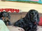 Oppas en wandelservice, Diensten en Vakmensen, Dieren | Honden | Verzorging, Oppas en Les