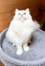 Herplaatser britse langhaar dame, Dieren en Toebehoren, Poes, Gechipt, 3 tot 5 jaar