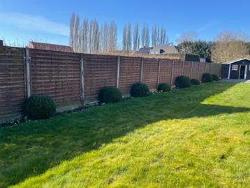 Buxus bollen groter dan 60/70/80 hoog in gezonde staat, werd beschikbaar voor biedingen