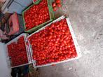 Tomaten vers uit de tuin zonder pesticiden, Ophalen