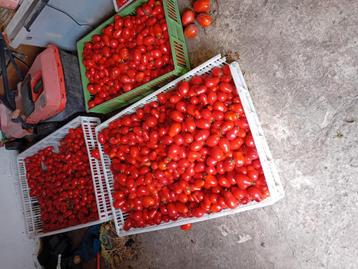 Tomaten vers uit de tuin zonder pesticiden beschikbaar voor biedingen