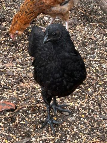 Ayam cemani beschikbaar voor biedingen