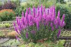 Lythrum sallicaria, Ophalen, Vaste plant