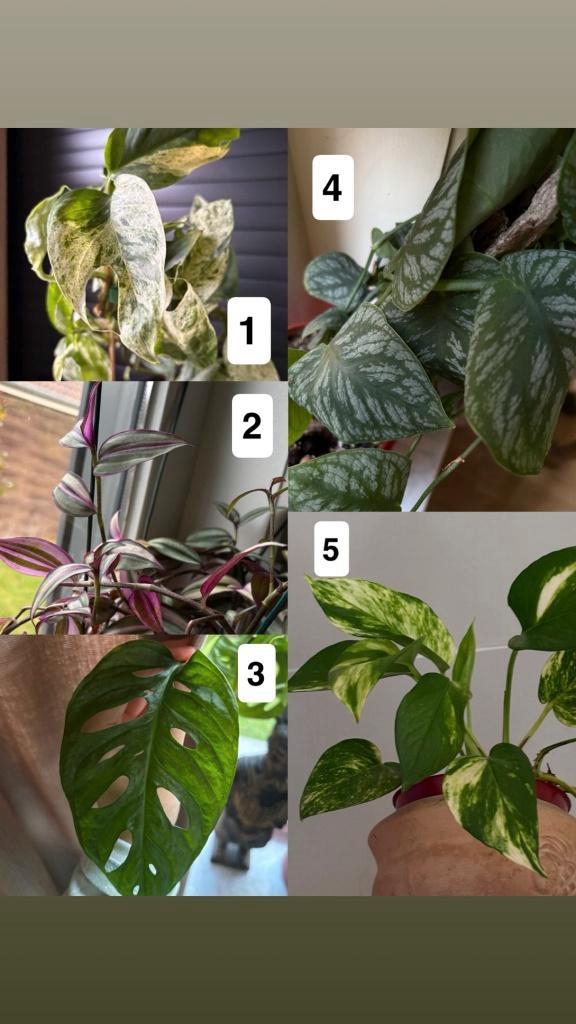 Stekjes verschillende plantensoorten, Huis en Inrichting, Kamerplanten, Ophalen of Verzenden