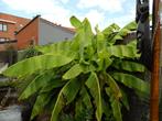 Banane japonaise en fibre, Jardin & Terrasse, Plantes | Jardin, Enlèvement, Plante fixe, Autres espèces