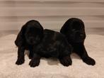 Labradoodle pups zwart labrador x poedel, Dieren en Toebehoren, België, Particulier, Overige rassen, 8 tot 15 weken