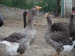 Ganzen toulouseganzen, Dieren en Toebehoren, Meerdere dieren, Gans of Zwaan