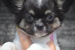 Chihuahua pups prachtige kleuren, Dieren en Toebehoren, Honden | Chihuahua's en Gezelschapshonden, 15 weken tot 1 jaar, Buitenland