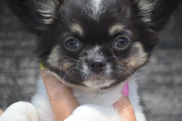 Chihuahua pups prachtige kleuren  beschikbaar voor biedingen