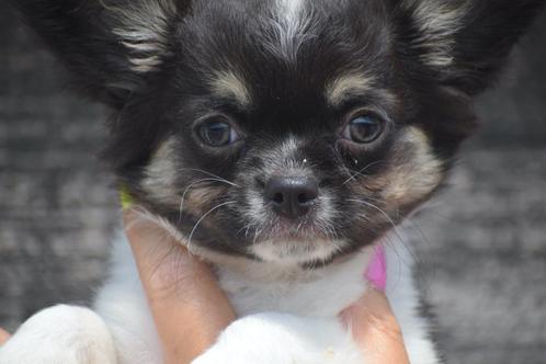 Chihuahua pups prachtige kleuren, Dieren en Toebehoren, Honden | Chihuahua's en Gezelschapshonden, Chihuahua, Fokker | Professioneel