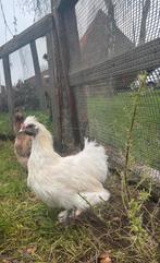 Jong haantje zoekt een nieuw thuis, Dieren en Toebehoren, Mannelijk, Kip