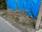 Gratis hout , takken mee te nemen, Ophalen, Takken