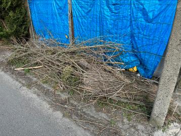 Gratis hout , takken mee te nemen beschikbaar voor biedingen
