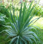 Yucca filamentosa, Volle zon, Vaste plant, Zomer, Ophalen