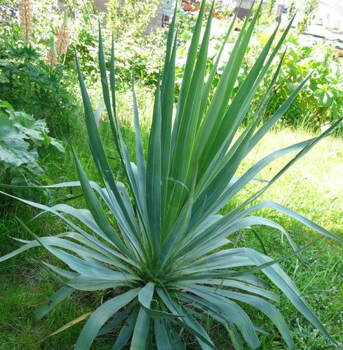 Yucca filamentosa, Tuin en Terras, Planten | Tuinplanten, Vaste plant, Overige soorten, Volle zon, Zomer, Ophalen