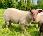 Rouge de l’ouest stamboek lammeren te koop, Animaux & Accessoires, Moutons, Chèvres & Cochons, Mouton