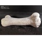 Dinosaur Bone – Dinosaurus beeld Lengte 118 cm, Verzamelen, Ophalen, Nieuw