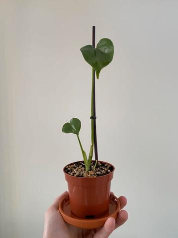 UNNIIAE Monstera  beschikbaar voor biedingen