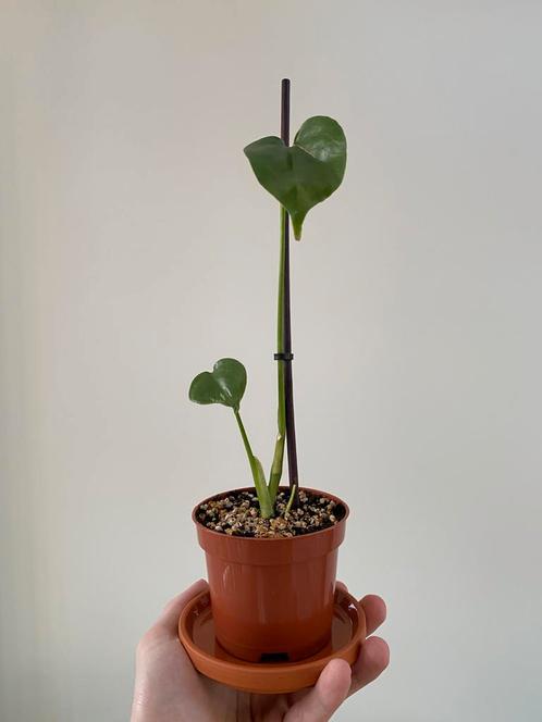 UNNIIAE Monstera, Huis en Inrichting, Kamerplanten, Ophalen