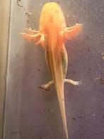 Jonge golden albino axolotls, Amphibien, 0 à 2 ans