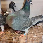 Mooie kleur postduif duivin, Animaux & Accessoires, Oiseaux | Pigeons