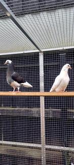Jonge sierduiven te koop., Geslacht onbekend, Overige soorten