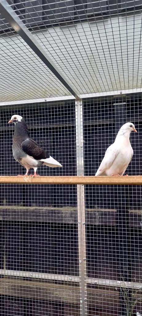 Jonge sierduiven te koop., Dieren en Toebehoren, Pluimvee, Overige soorten, Geslacht onbekend