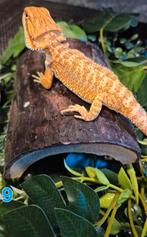 Baardagaam hypo orange (vrouw), Animaux & Accessoires, Reptiles & Amphibiens, Lézard, Domestique, 0 à 2 ans