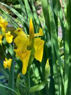 Iris pseudacorus plante indigène belge, Neuf