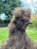 Zijdehoen haantje, Dieren en Toebehoren, Mannelijk, Kip