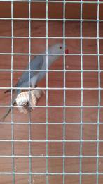 Collier Paire de perruches 2025, Animaux & Accessoires