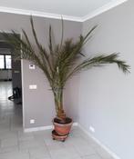 "Palmier", Huis en Inrichting, Kamerplanten, Ophalen, Palm, In pot, 200 cm of meer