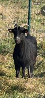 Mieke te koop, Dieren en Toebehoren, Schapen, Geiten en Varkens, Vrouwelijk, Geit, 0 tot 2 jaar