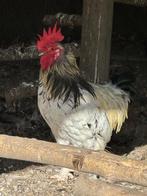 Kippen, Dieren en Toebehoren, Mannelijk, Kip