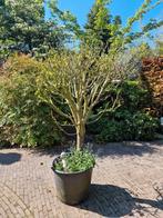 Hibiscus op stam in pot ., Tuin en Terras, Ophalen, In pot