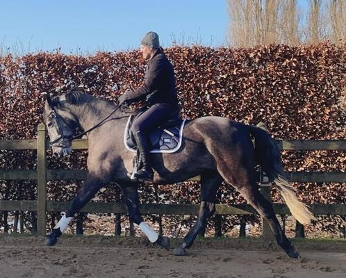 Prachtige Andalusiër ruin met veel potentieel voor de dressu, Dieren en Toebehoren, Paarden, Ruin, L, 160 tot 165 cm, 3 tot 6 jaar