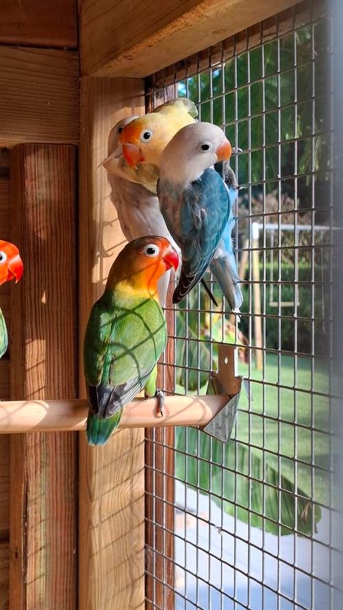 Jonge agapornis fisherie, Dieren en Toebehoren, Vogels | Parkieten en Papegaaien, Dwergpapegaai of Agapornis, Meerdere dieren