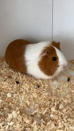 Cavia's, Dieren en Toebehoren, Knaagdieren, Juni, Vrouwelijk, Cavia